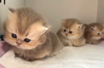 好奇心が目覚めちゃった子猫達