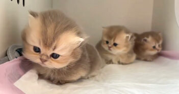 好奇心が目覚めちゃった子猫達