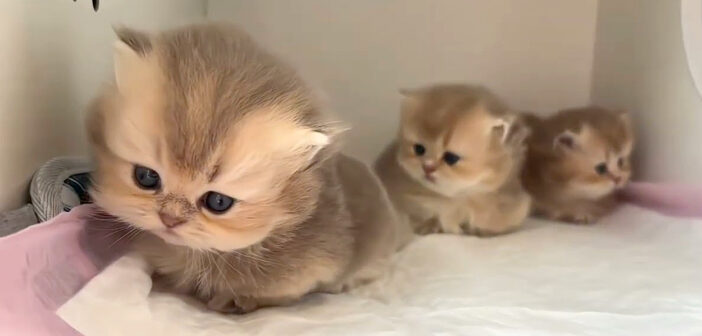 好奇心が目覚めちゃった子猫達