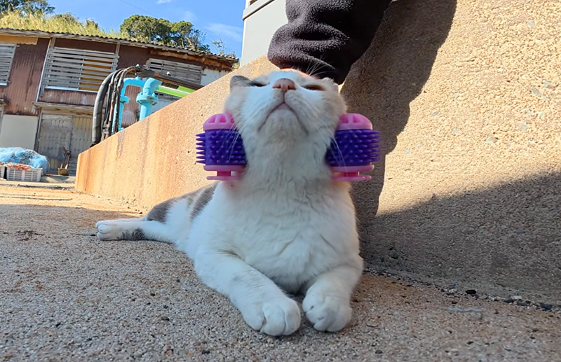 フェイスマッサージを楽しむ猫