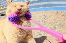 フェイスマッサージされる猫