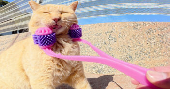 フェイスマッサージされる猫