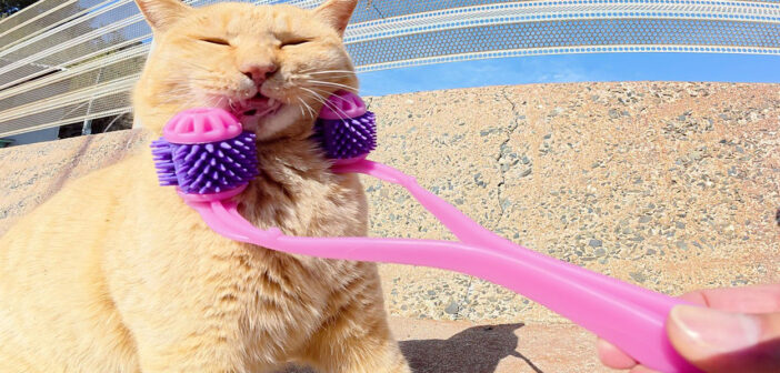 フェイスマッサージされる猫