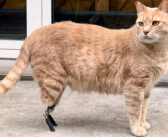 義足のおかげで再び自由に歩けるようになった猫。助けてくれた獣医さんや家族の優しさで、幸せに満ちた毎日を送る!