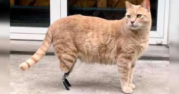 義足のおかげで再び自由に歩けるようになった猫。助けてくれた獣医さんや家族の優しさで、幸せに満ちた毎日を送る! 義足の猫