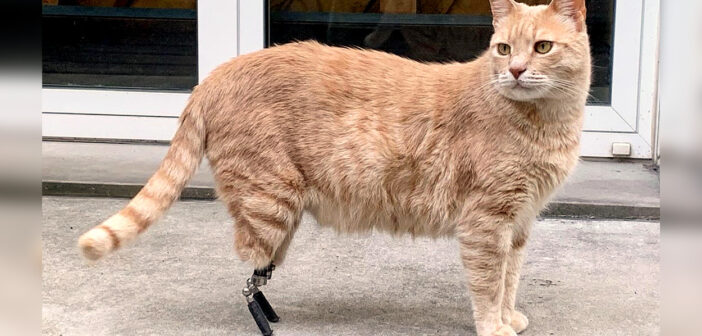 義足のおかげで再び自由に歩けるようになった猫。助けてくれた獣医さんや家族の優しさで、幸せに満ちた毎日を送る！