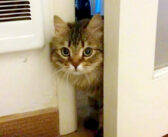 家族に迎えた保護猫が、隠れて全く出て来ない。それから1ヶ月が過ぎた頃、物陰からこっそりと覗いてきて…