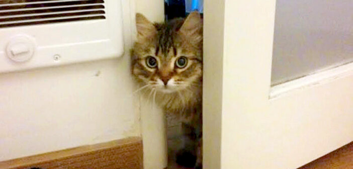 家族に迎えた保護猫が、隠れて全く出て来ない。それから1ヶ月が過ぎた頃、物陰からこっそりと覗いてきて…