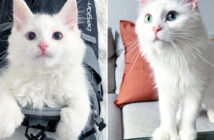 保護された猫の親子