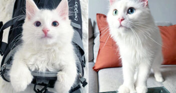 保護された猫の親子