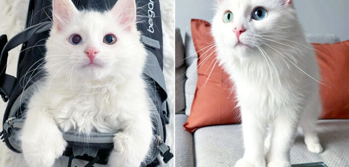 寒さに震える子猫を保護し、衰弱した体を回復させた人達。そっくりな母猫も置き去りにせず、ふたりに幸せな毎日を贈る