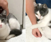 建設現場で保護された、全てを怖がっていた子猫。優しい夫婦に愛情を感じた瞬間、閉ざしていた心に大きな変化が