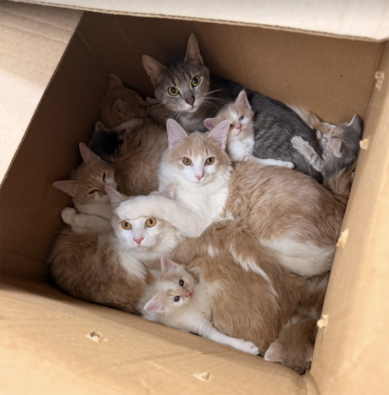 箱の中にいた猫達