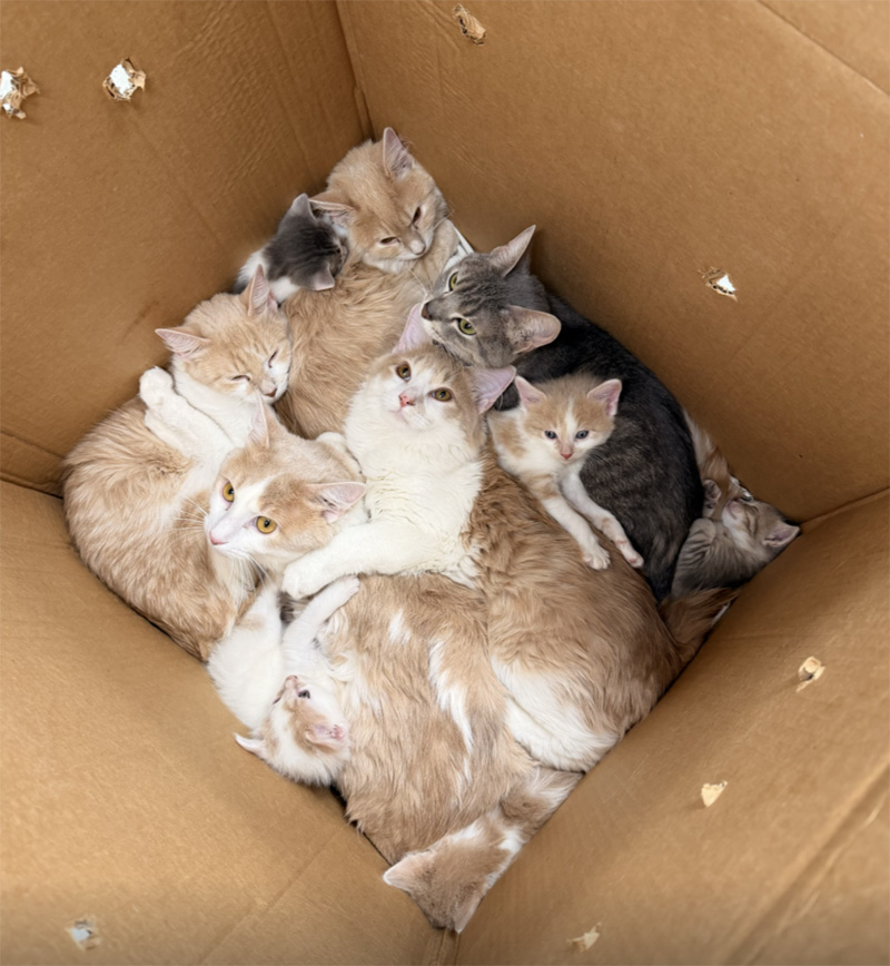 箱の中にいた猫達