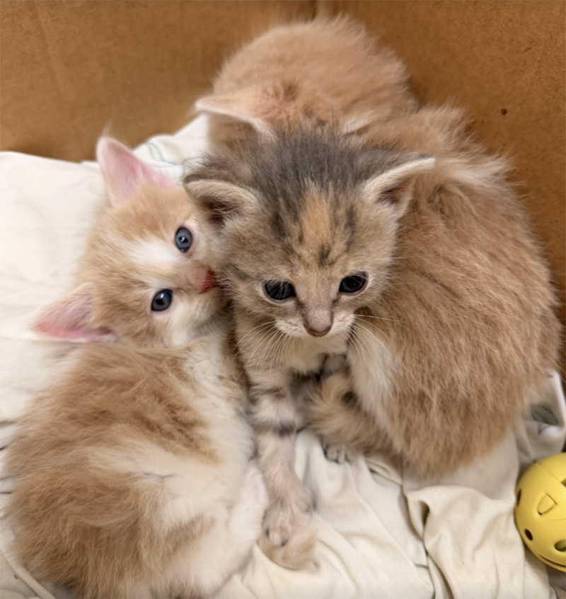 保護された子猫達