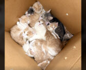 保護施設の外に置かれていたダンボール箱を開けたスタッフ。中に入っていた猫の多さに驚きの声を上げる