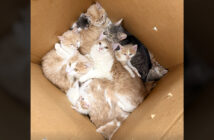ダンボール箱に入っていた猫達