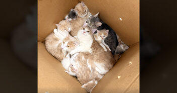 ダンボール箱に入っていた猫達