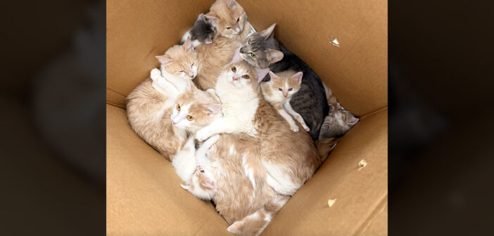 保護施設の外に置かれていたダンボール箱を開けたスタッフ。中に入っていた猫の多さに驚きの声を上げる