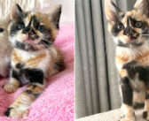 路上で助けを求めていたところを保護された珍しい柄の三毛子猫。2ヶ月後に3匹の子猫達と共に幸せいっぱいの夢を叶える