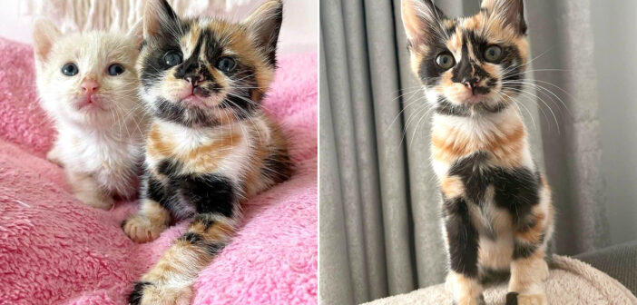 綺麗な模様の子猫