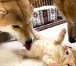 子猫と柴犬の初対面