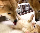 初めて柴犬と対面した保護子猫。熱烈に歓迎されて、もみくちゃにされちゃう様子が可愛すぎた ( *´艸｀)♡