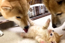 子猫と柴犬の初対面
