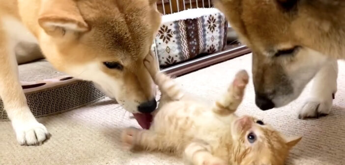 初めて柴犬と対面した保護子猫。熱烈に歓迎されて、もみくちゃにされちゃう様子が可愛すぎた ( *´艸｀)♡