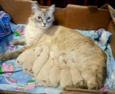 路上から保護した猫は妊娠中だった! 保護から2ヶ月後の予想外の出来事に、保護主さんも思わずビックリ!