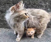 子猫がカリカリを食べていたら母猫がやって来た♪ 優しい母猫に見守られながら、愛らしく動き回る子猫の姿が可愛かった♡