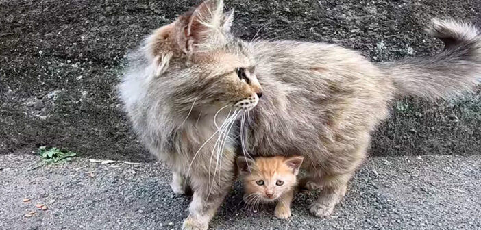 母猫と子猫