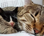 母親のいない子猫の叫び声を聞いた猫。すぐに子猫の元に駆け寄って、新しいお母さんになる