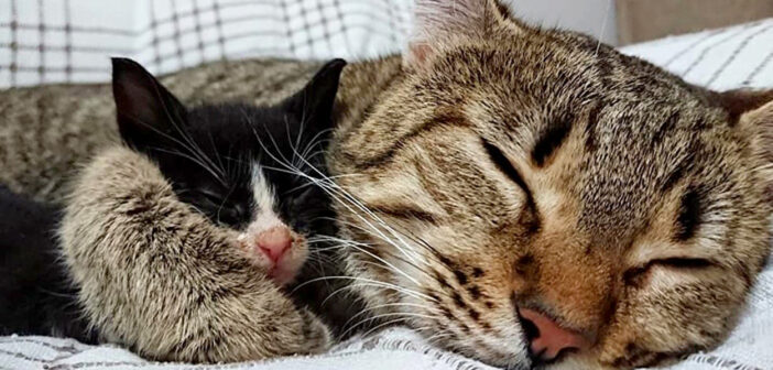 母親のいない子猫の叫び声を聞いた猫。すぐに子猫の元に駆け寄って、新しいお母さんになる