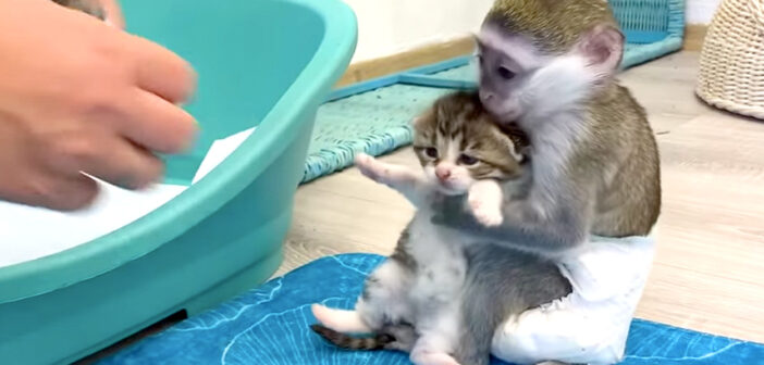 子猫のことを心配する赤ちゃん猿。子猫を養育主さんに渡そうとせず、ギュッと抱き締める様子に愛情を感じる♡