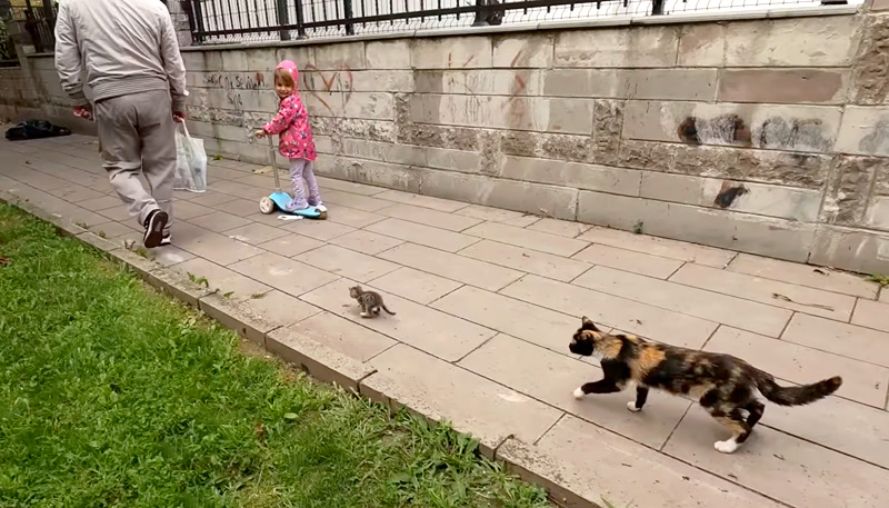 物凄く速い子猫を追いかける母猫