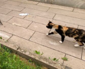 物凄く速い子猫を何とかして捕まえようと頑張る母猫。でもなかなか上手くいかない様子が妙に可愛かった (*´ｰ｀)