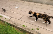 物凄く速い子猫を追いかける母猫