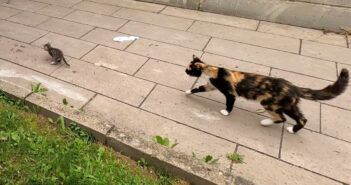 物凄く速い子猫を何とかして捕まえようと頑張る母猫。でもなかなか上手くいかない様子が妙に可愛かった (*´ｰ｀)