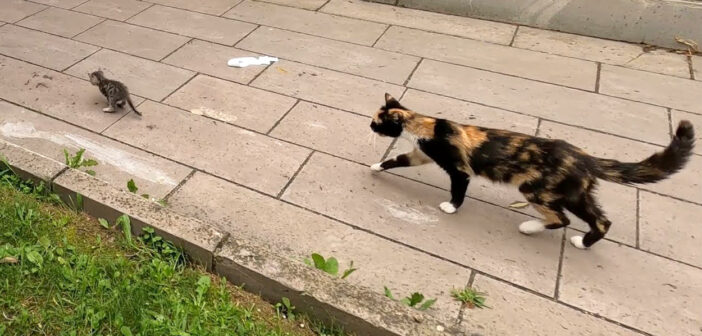 物凄く速い子猫を何とかして捕まえようと頑張る母猫。でもなかなか上手くいかない様子が妙に可愛かった (*´ｰ｀)