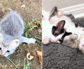 前足が開き切った状態で歩けなかった子猫。たくさんの愛情で元気に駆け回れるようになって、別の保護子猫の人生を変える