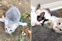 腕が開き切った子猫