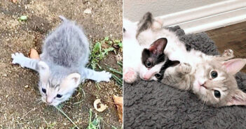 腕が開き切った子猫