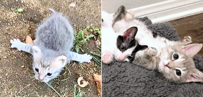 腕が開き切った子猫