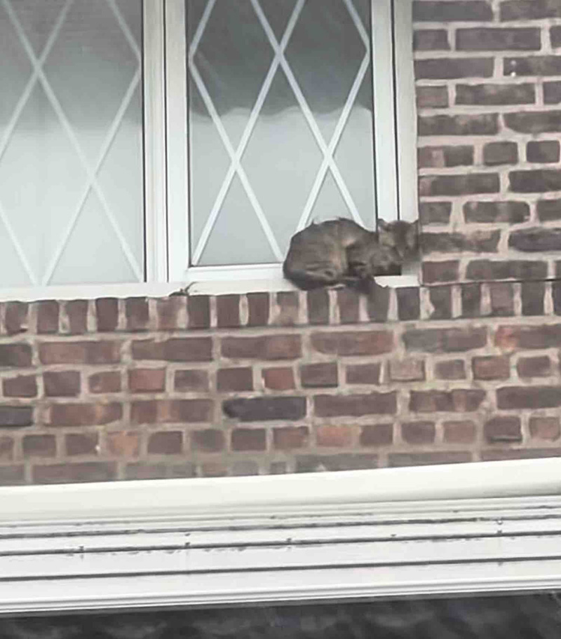 建物にしがみついていた猫