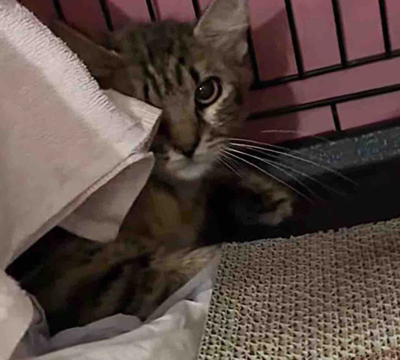 身を隠す保護猫