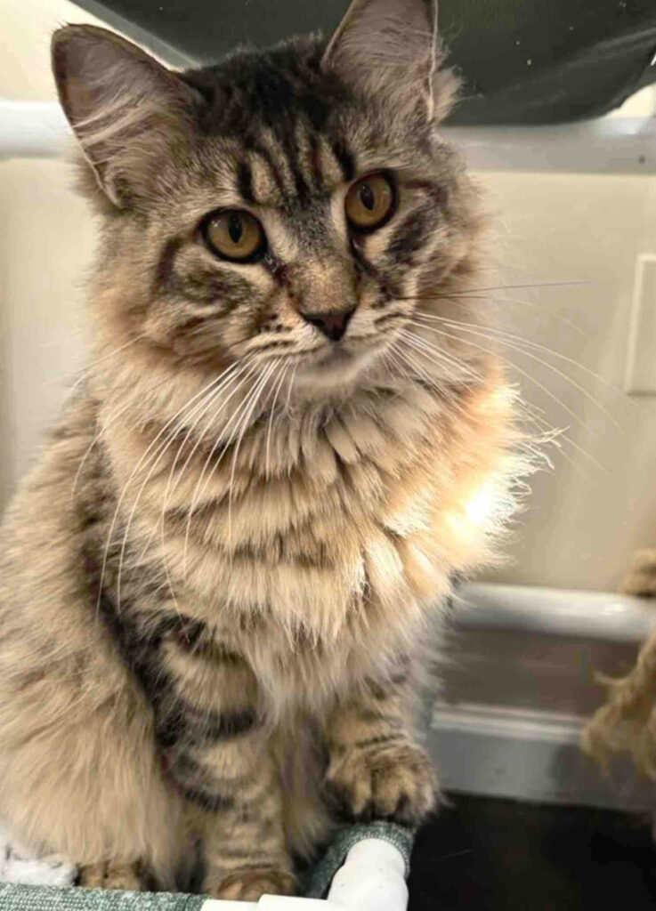 幸せになった保護猫