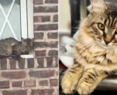 建物にしがみついていた猫を決して見捨てなかった人達。そのおかげで猫の世界は一変して、幸せな毎日を歩み始める