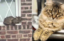 建物にしがみついていた猫