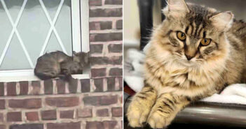 建物にしがみついていた猫